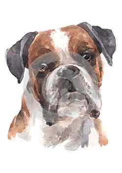 Water colour painting, wrinkled dog face, boxer varieties 037