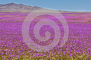 Water comes to the driest desert in the World: Atacama blooming flowers