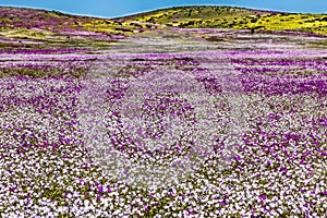 Water comes to the driest desert in the World: Atacama blooming flowers