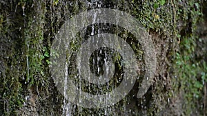 Water coming out of the stone wall `rinnende wand` near molln, upper austria