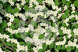 Water Cotoneaster photo