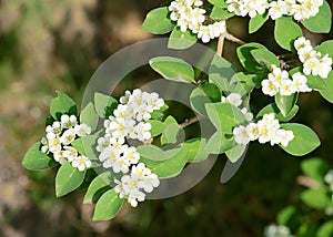 Water Cotoneaster photo