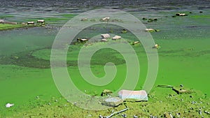 Water covered with green algae. River green algae bloom background. Global environmental pollution. Dirty waters in lake, river