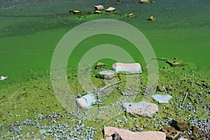 Water covered with green algae. River green algae bloom background. Global environmental pollution. Dirty waters in lake, river,