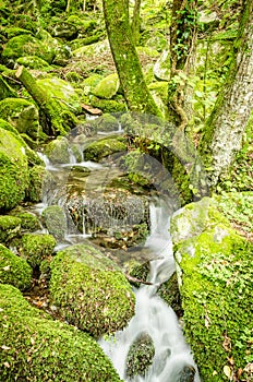 Water creek in a forest