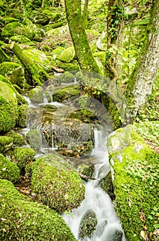 Water creek in a forest photo