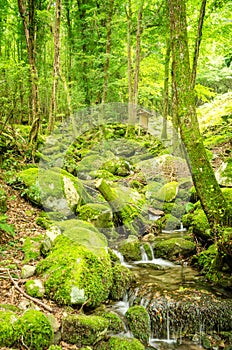 Water creek in a forest photo
