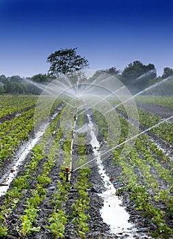 Water crops irrigation