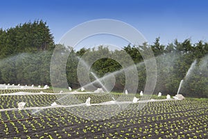 Water crops irrigation photo