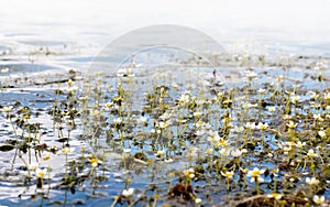 Water Crowfoot plant is blooming on sunny day