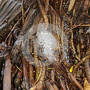 Water Crystals streight from the roots