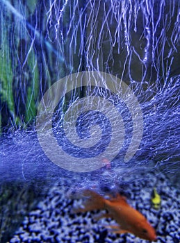 Water current in fish tank