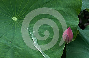 Water current and lotus bud