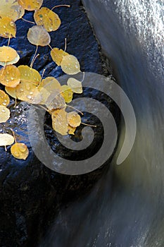 Water curving around rock with aspen leaves