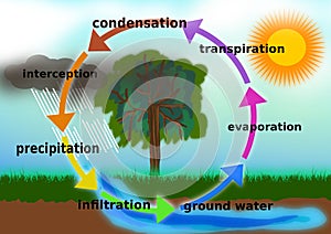 Water Cycle concept Illustration