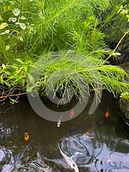 water cypress ornamental plants or dogfennel or eupatorium capillifolium or elegant feather dill hedges wet with rainwater
