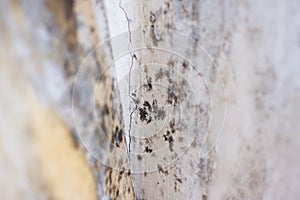 Water damage causing mold growth on the interior walls of a property