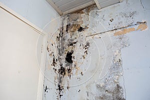 Water damage causing mold growth on the interior walls of a property photo