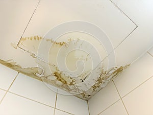 Water damage leaking from ceiling concept photo causing mold.