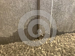 Water damaged sheetrock with wall paper