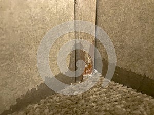 Water damaged sheetrock with wall paper