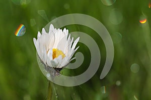 Dew drop on daisy flower