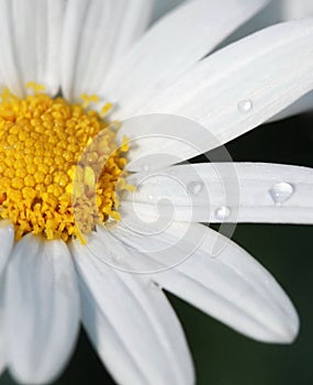 Water dew drop on daisy flower