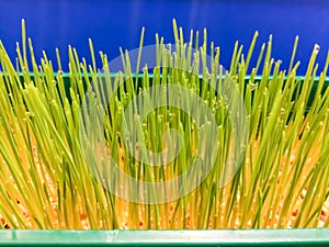 Water dew drop on fresh green wheatgrass . Organic herbal tree for healthy. vegetable tree plant on plastic green box inside kitch