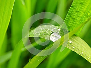 water dew drop on green grass top view and morning winter sunlight beautiful natural background