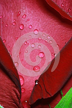 Water dew drop on red rose