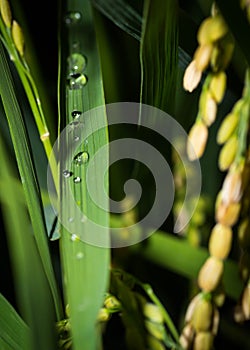 Water dew or droplets on a Japanese rice leaf at night. Close up shot. Rice are ready for harvest.