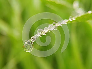 water dew drops on green grass blade with shop blurred background