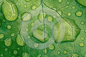 Water or dew drops on the green leaf macro