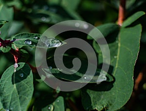 water dew drops on green leaves honeysuckle bush branches in garden in the morning