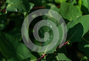 water dew drops on green leaves honeysuckle bush branches in garden in the morning, shadows