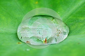 Agua Rocío a verde hojas 