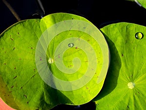 Water dew on lotus leaf