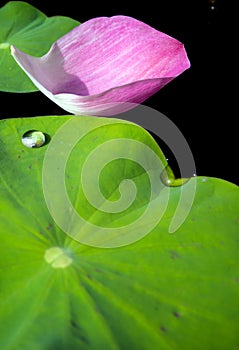 Water dew on lotus leaf and pink fall petal