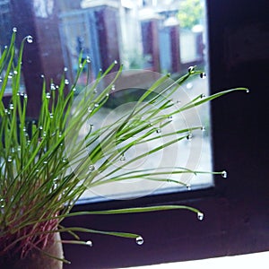 Water dew in poiny of leaf