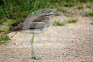 A Water Dikkop photo