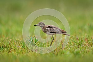 Water Dikkop, Burhinus vermiculatus, in the stone nature habitat, Okavango delta in Botswana, Africa