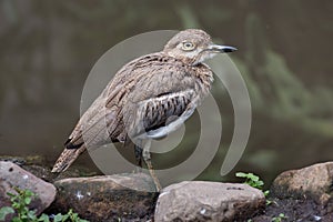 Water Dikkop or Thick-knee bird