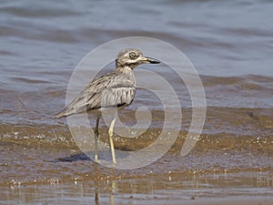 Water dikkop or thick-knee, Burhinus vermiculatus