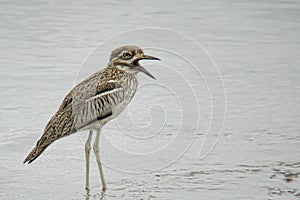 Water Dikkop or Water Thick-Knee, Burhinus vermiculatus, wading