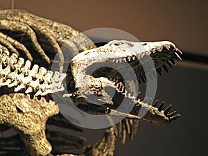 Water dinosaur skeleton