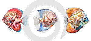 water discus fish animal