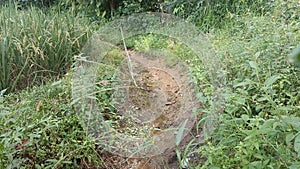 The water in the ditches for agricultural irrigation next to the rice fields is dry photo