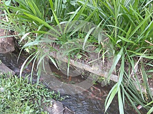 water ditches in rural lombok