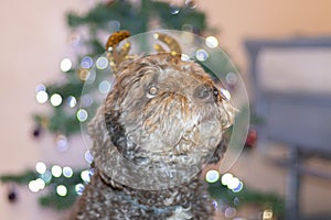 Water dog with Christmas tree behind it. photo