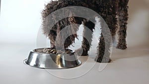 A water dog eating dry food in a metal bowl on a white background. Animal feeding